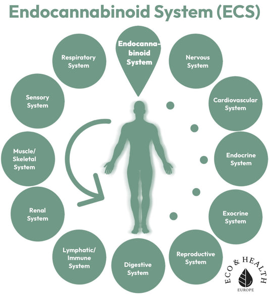 What does CBD do in the body? The Endocannabinoid System